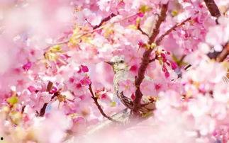 冬后是樱花 第一季,冬后樱花绽放的浪漫序曲