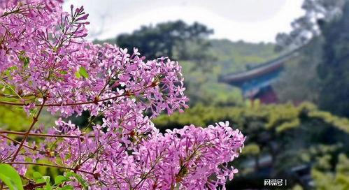 深情入骨浸相思,一段刻骨铭心的爱情传奇